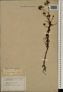 Tripolium pannonicum (Jacq.) Dobrocz., Caucasus, Azerbaijan (K6) (Azerbaijan)