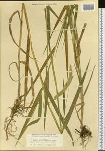 Phalaris arundinacea L., Siberia, Altai & Sayany Mountains (S2) (Russia)