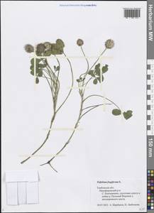 Trifolium fragiferum L., Eastern Europe, Central forest-and-steppe region (E6) (Russia)