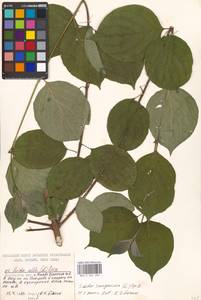 Cornus sanguinea L., Eastern Europe, Moscow region (E4a) (Russia)