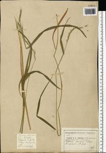 Elymus caninus (L.) L., Eastern Europe, Central region (E4) (Russia)
