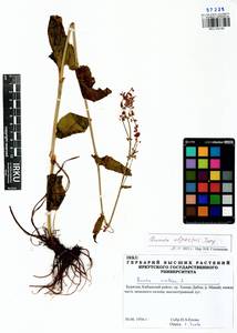 Rumex arifolius All., Siberia, Baikal & Transbaikal region (S4) (Russia)