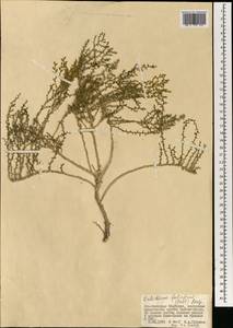 Kalidium foliatum (Pall.) Moq., Mongolia (MONG) (Mongolia)