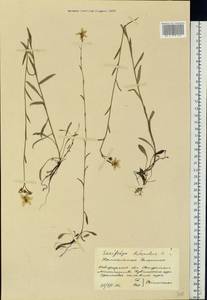 Saxifraga hirculus, Eastern Europe, North-Western region (E2) (Russia)