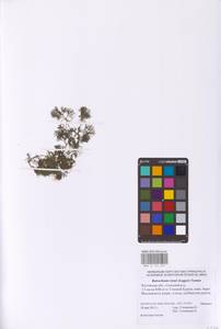 Ranunculus rionii Lagger, Eastern Europe, Rostov Oblast (E12a) (Russia)