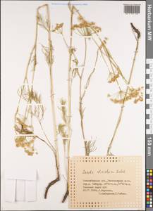 Seseli strictum Ledeb., Siberia, Western Siberia (S1) (Russia)