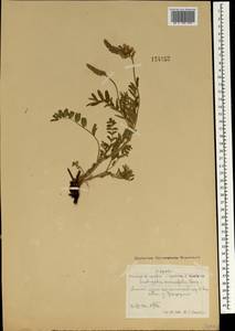 Onobrychis arenaria subsp. sibirica (Besser)P.W.Ball, Mongolia (MONG) (Mongolia)