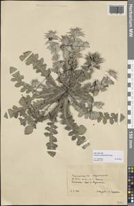 Cousinia verbascifolia Bunge, Middle Asia, Karakum (M6) (Turkmenistan)