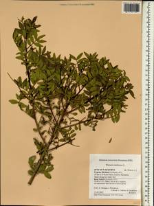Pistacia lentiscus, South Asia, South Asia (Asia outside ex-Soviet states and Mongolia) (ASIA) (Cyprus)