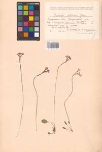 Primula nutans Georgi, Siberia, Baikal & Transbaikal region (S4) (Russia)