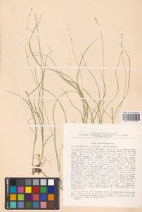 Carex disperma Dewey, Eastern Europe, North-Western region (E2) (Russia)