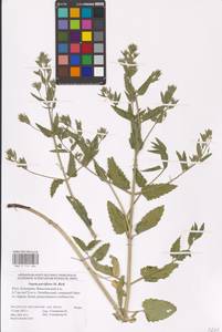 MHA 0 155 686, Nepeta ucranica subsp. parviflora (M.Bieb.) M.Masclans de Bolos, Eastern Europe, Lower Volga region (E9) (Russia)