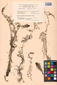 Utricularia vulgaris L., Eastern Europe, Moscow region (E4a) (Russia)