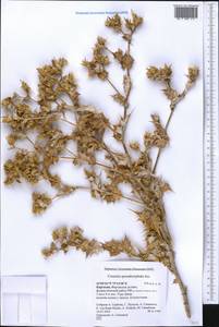 Cousinia sporadocephala Juz., Middle Asia, Western Tian Shan & Karatau (M3) (Kyrgyzstan)