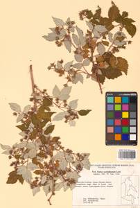 Rubus idaeus subsp. melanolasius Focke, Siberia, Russian Far East (S6) (Russia)