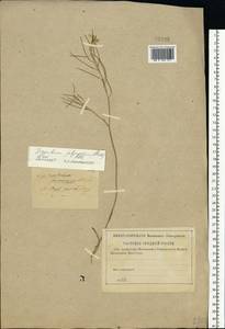 Sisymbrium polymorphum (Murray) Roth, Eastern Europe, Central forest-and-steppe region (E6) (Russia)