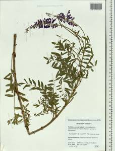 Hedysarum alpinum L., Siberia, Baikal & Transbaikal region (S4) (Russia)