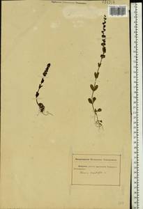 Veronica serpyllifolia L., Eastern Europe, Rostov Oblast (E12a) (Russia)