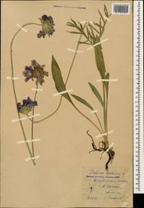 Lomelosia caucasica (M. Bieb.) Greuter & Burdet, Caucasus, Stavropol Krai, Karachay-Cherkessia & Kabardino-Balkaria (K1b) (Russia)