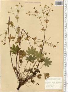 Potentilla thuringiaca Bernh. ex Link, Eastern Europe, Northern region (E1) (Russia)