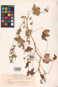 Geranium bohemicum L., Eastern Europe, North-Western region (E2) (Russia)