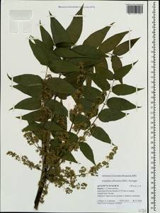 Ailanthus altissima (Miller) Swingle, Crimea (KRYM) (Russia)