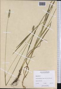 Phleum pratense L., America (AMER) (Canada)