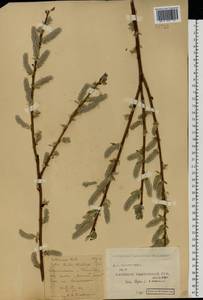 Salix caprea × starkeana, Eastern Europe, Central forest-and-steppe region (E6) (Russia)
