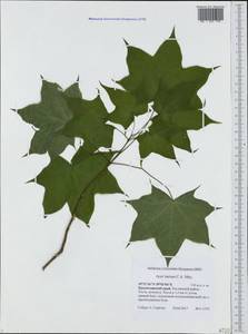Acer cappadocicum subsp. cappadocicum, Caucasus, Black Sea Shore (from Novorossiysk to Adler) (K3) (Russia)