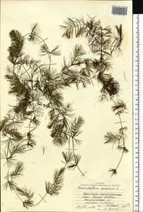 Ceratophyllum demersum L., Eastern Europe, Northern region (E1) (Russia)