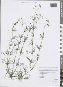 Spergula arvensis L., Eastern Europe, Eastern region (E10) (Russia)