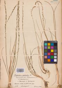 Triglochin palustris L., Eastern Europe, Western region (E3) (Russia)