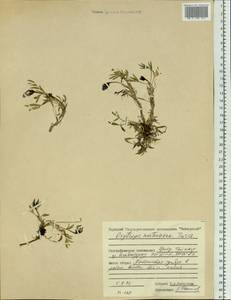Oxytropis mertensiana Turcz., Siberia, Central Siberia (S3) (Russia)