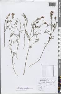 Astragalus versicolor Pall., Siberia, Baikal & Transbaikal region (S4) (Russia)