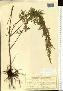 Artemisia stechmanniana Besser, Siberia, Altai & Sayany Mountains (S2) (Russia)