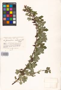 Ribes uva-crispa var. sativum DC., Eastern Europe, Moscow region (E4a) (Russia)