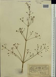 Alisma plantago-aquatica L., Eastern Europe, Middle Volga region (E8) (Russia)