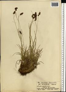 Luzula spicata (L.) DC., Eastern Europe, Northern region (E1) (Russia)