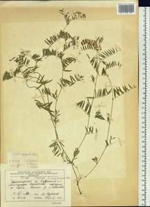 Vicia sativa subsp. nigra (L.)Ehrh., Siberia, Central Siberia (S3) (Russia)
