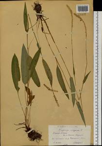 Bistorta vivipara (L.) Delarbre, Siberia, Western (Kazakhstan) Altai Mountains (S2a) (Kazakhstan)