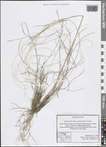 Stipa borysthenica Klokov ex Prokudin, Crimea (KRYM) (Russia)
