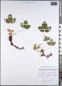 Potentilla micrantha Ramond ex DC., Caucasus, Black Sea Shore (from Novorossiysk to Adler) (K3) (Russia)