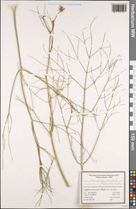Echinophora orientalis Hedge & Lamond, South Asia, South Asia (Asia outside ex-Soviet states and Mongolia) (ASIA) (Iran)