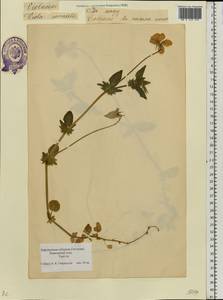 Viola cornuta L., Eastern Europe, Estonia (E2c) (Estonia)