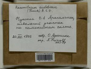 Bucklandiella sudetica (Funck) Bedn.-Ochyra & Ochyra, Bryophytes, Bryophytes - Chukotka & Kamchatka (B21) (Russia)