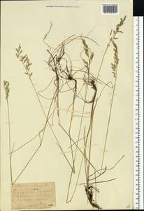 Festuca rubra L., Eastern Europe, Moscow region (E4a) (Russia)