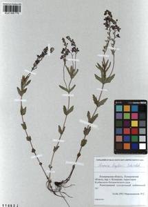 Veronica krylovii Schischk., Siberia, Altai & Sayany Mountains (S2) (Russia)