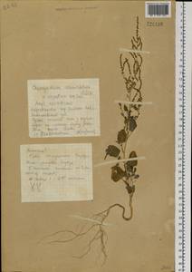 Chenopodium acuminatum Willd., Siberia, Altai & Sayany Mountains (S2) (Russia)