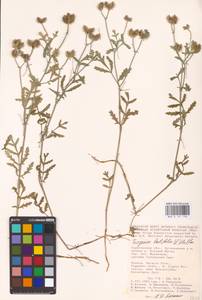 Turgenia latifolia (L.) Hoffm., Eastern Europe, Lower Volga region (E9) (Russia)