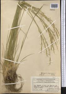 Elymus reflexiaristatus subsp. reflexiaristatus, Middle Asia, Dzungarian Alatau & Tarbagatai (M5) (Kazakhstan)